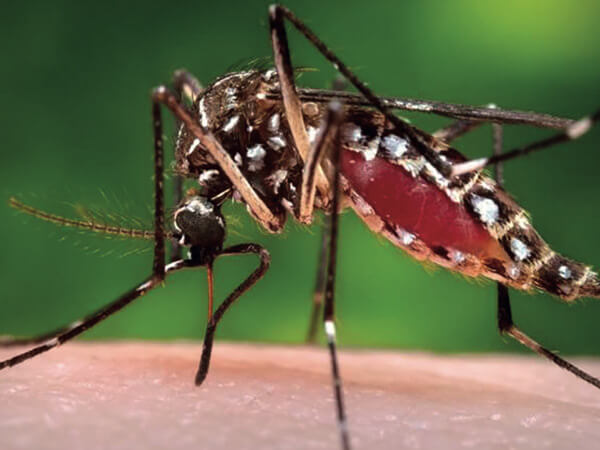 Aktuelle Meldungen und Strategien aus der Welt der Reisemedizin – Denguefieber: Längst keine alleinige Tropenkrankheit mehr