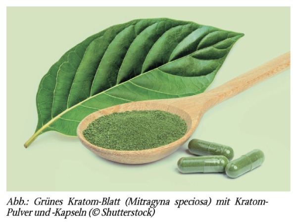 Das unterschätzte Problem von Substanzgebrauchsstörungen in der Schwangerschaft – Teil 20:Kratom (Pflanzenalkaloide)