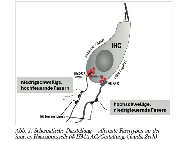 Hörschnelligkeit – die unterschätzte Dimension des Hörens